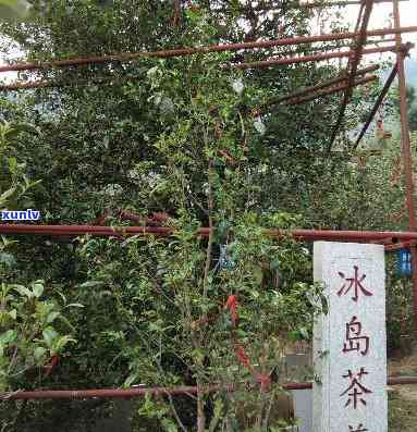 冰岛古树茶：地理位置与山头解析