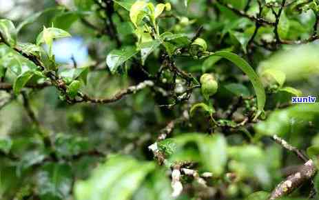 冰岛熟茶生意怎么样，探秘冰岛熟茶生意：市场前景与商业机会