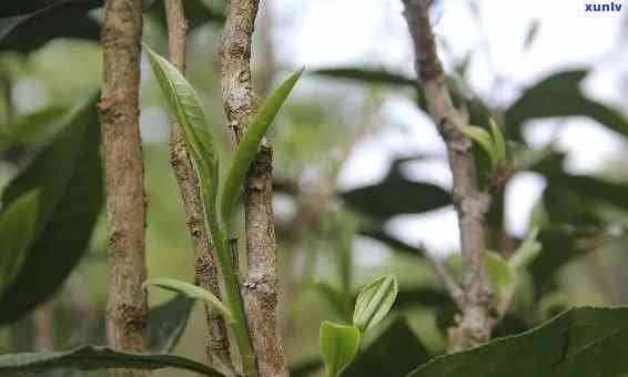 冰岛春茶和秋茶口感一样吗，冰岛春茶与秋茶：口感有无差别？