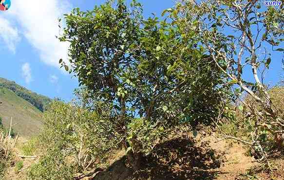 冰岛古树茶头春荒山-冰岛头春古树茶价格