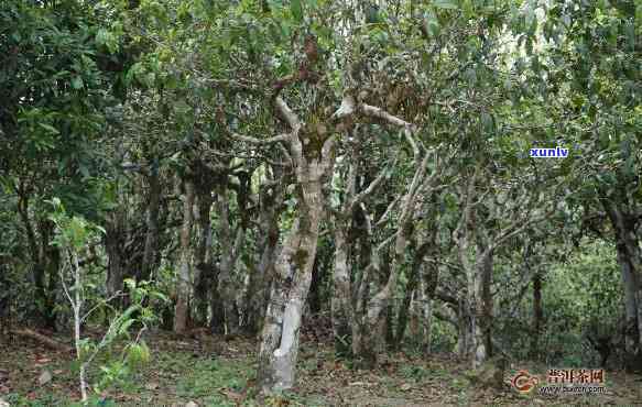 冰岛高杆古树茶特点-冰岛高杆古树茶特点介绍