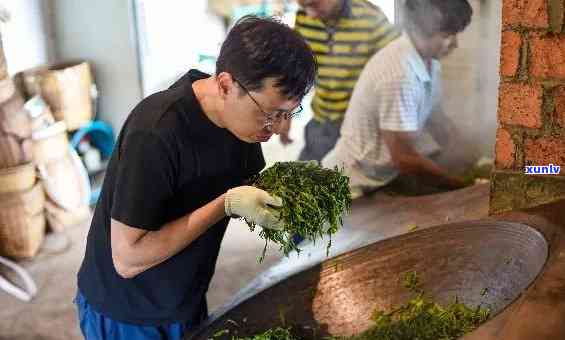 冰岛古树茶 *** 过程-冰岛古树茶 *** 过程视频