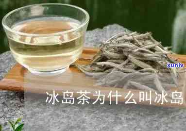 小冰岛茶是什么意思-小冰岛是指哪里的茶