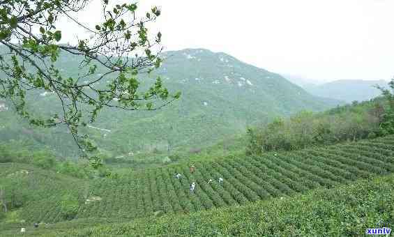 信阳哪的茶叶？探讨信阳各地产茶区的口感、销量与产地