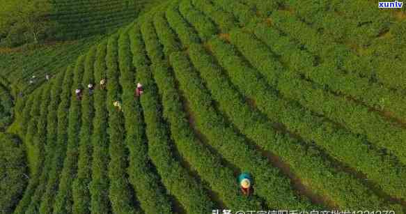 信阳哪的茶叶？探讨信阳各地产茶区的口感、销量与产地