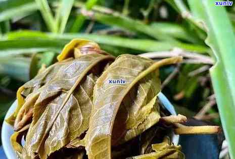 冰岛茶和昔归茶的价格比较，哪个更贵？了解它们的区别与优劣