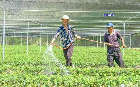 茶叶水怎么发酵浇花-茶叶水怎么发酵浇花