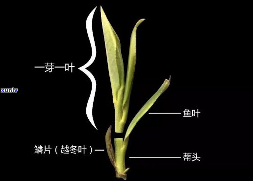 茶叶一芽二叶叫什么，茶叶知识解析：一芽二叶被称为什么？