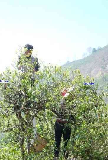 双江勐库冰岛忆古茶叶精制厂怎么样，《探秘“双江勐库冰岛忆古茶叶精制厂”》