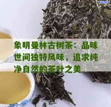 象明古树茶特点，探秘象明古树茶的独特魅力