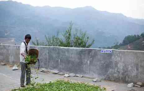 什么人适合喝冰岛茶-什么人适合喝冰岛茶叶