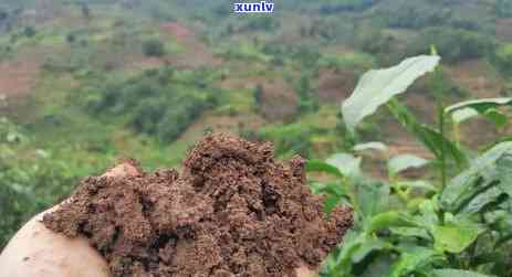 云南冰岛古树茶树图片，探索云南神秘的冰岛古树茶园：珍贵茶树图片欣