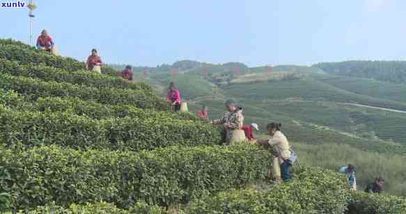 强千山茶厂： *** 信息、地理位置及茶园介绍