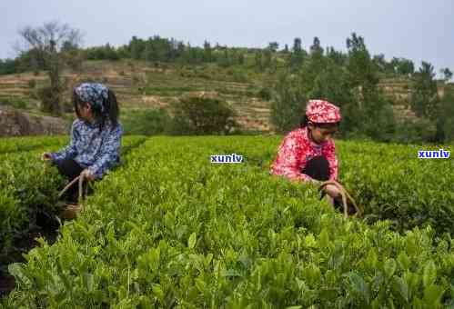 日照茗茶是什么茶，探寻日照茗茶：这是一种什么样的茶？