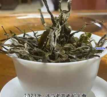 冰岛老寨古树秋茶价格，探索冰岛老寨古树秋茶的独特魅力与价格