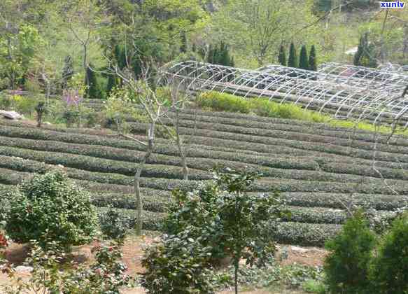 观山海茶叶怎么样，探索品质生活：观山海茶叶的口感与质量如何？