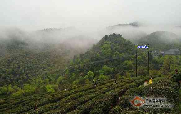 云峰山茶叶，探寻云雾缭绕中的茶香——云峰山茶叶的魅力所在