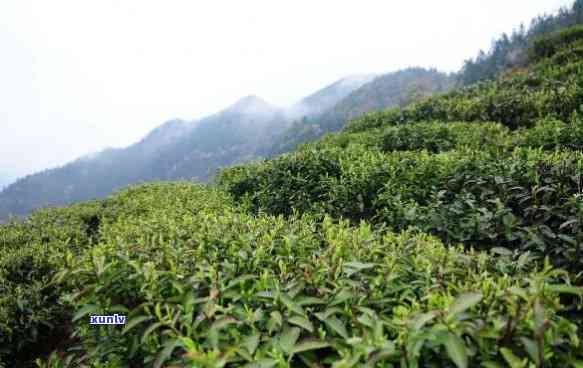 云峰山茶叶，探寻云雾缭绕中的茶香——云峰山茶叶的魅力所在