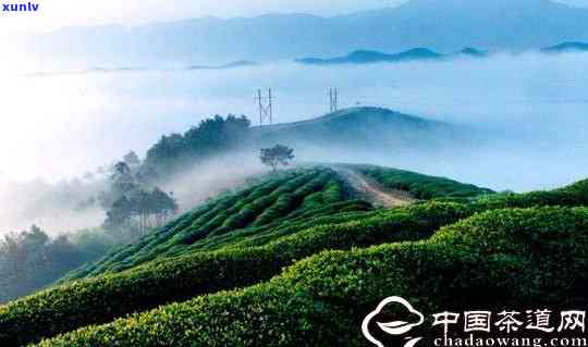 云峰山茶叶，探寻云雾缭绕中的茶香——云峰山茶叶的魅力所在