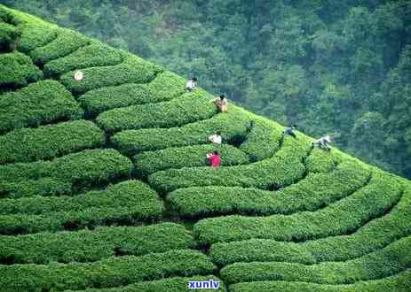 都翠茗茶叶价格表-都翠茗绿茶价格