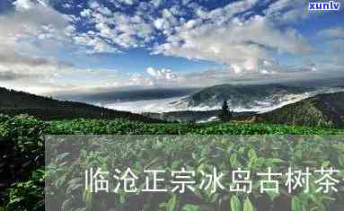 临仓冰岛古树茶价格-临沧冰岛古树茶多少钱一斤