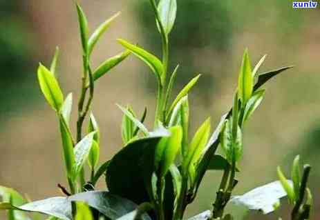 各种茶叶树图片，探索丰富多彩的茶世界：各种茶叶树图片大