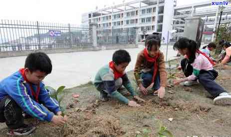 柳州三江茶文化，探秘中国南方的茶文化瑰宝：柳州三江茶文化