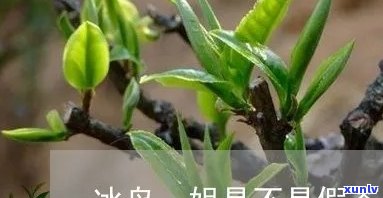 冰岛一姐被中茶打假-冰岛一姐被中茶打假视频