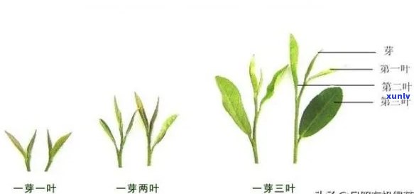 好的茶叶一芽几个叶-茶叶一芽几叶