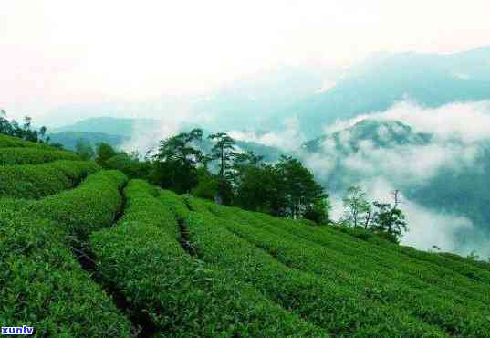 武夷山御谷兰茗茶叶 *** 信息及联系方式