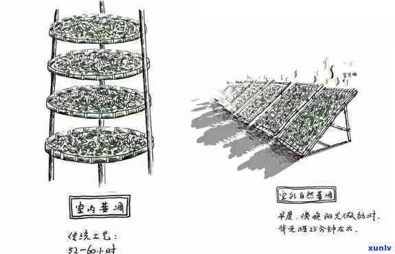 茶叶的  过程步骤图简笔画：从采摘到烘干全记录