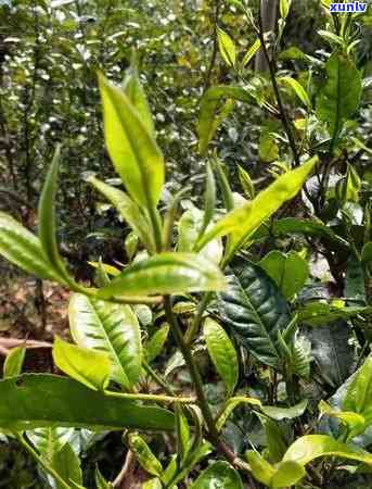 薄荷塘茶产地在哪里，探寻美味：揭秘薄荷塘茶的产地来源