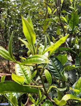 薄荷塘茶产地在哪里，探寻美味：揭秘薄荷塘茶的产地来源