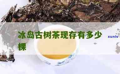 冰岛有多少颗古树茶-冰岛有多少颗古树茶叶