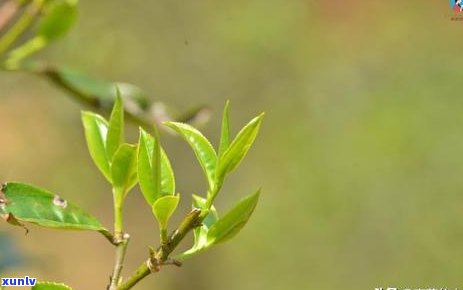 冰岛茶树多少钱一棵，冰岛茶树价格：每棵多少元？