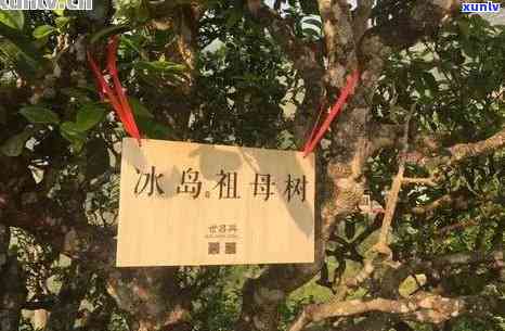 云南勐库冰岛古树普洱茶价格走势及精制茶厂介绍