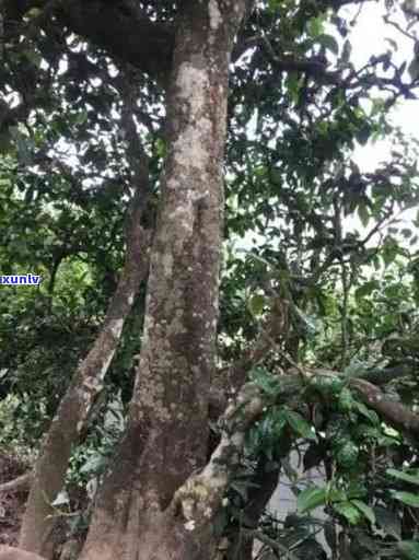 冰岛中寨古树茶价格及图片，探寻冰岛中寨古树茶的价值：价格与图片解析