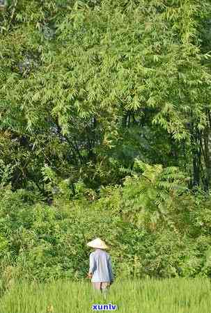 阅山阅水茶叶是什么茶？价格表、产地及含义解析