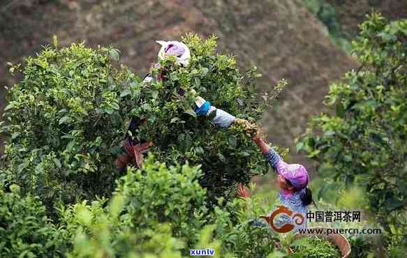 冰岛青茶的工艺流程详解：从采摘到烘焙全过程解析