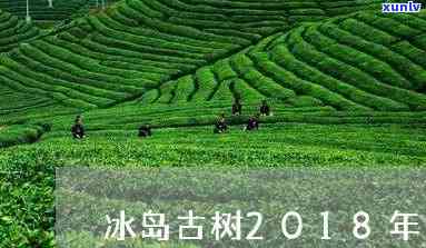 云南勐库冰岛古树普洱茶价格：2018年最新行情及精制茶厂信息