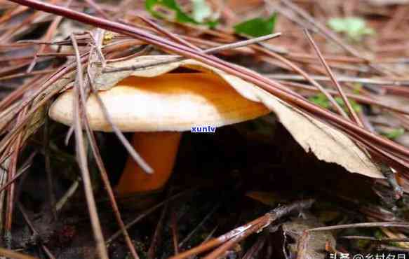 古道野枞介绍，探秘古道野枞：一种独特而珍贵的野生菌类