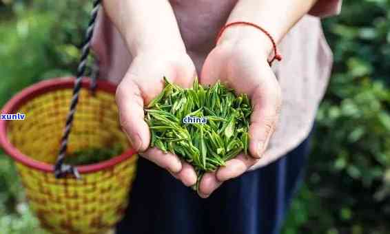 那个茶叶好，寻找茶叶？揭秘那些备受好评的茶叶！