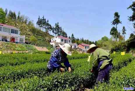 年大喝什么茶叶好一点？女性、老人适合的茶推荐