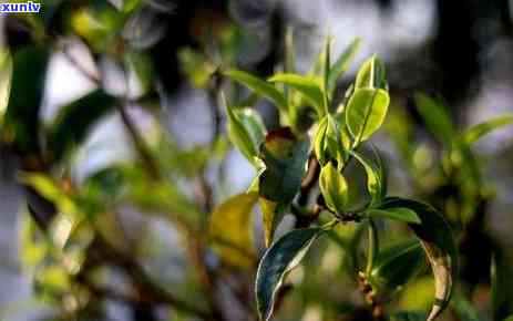 冰岛熟茶有花果香吗，探索冰岛熟茶的独特风味：是否带有花果香气？