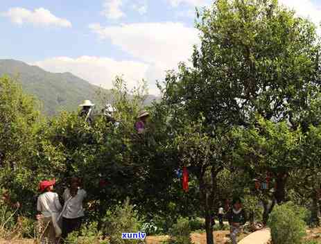 双江冰岛茶价格，探究双江冰岛茶的价格：了解这种珍贵茶叶的市场价格