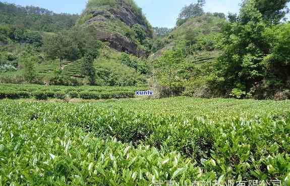 武夷山主产什么茶叶-武夷山主产什么茶叶?