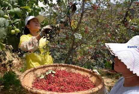 肃陇南产什么茶叶-肃陇南产什么茶叶最多