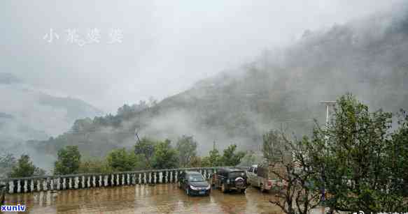 冰岛茶哪家最正宗，寻味冰岛：揭秘最正宗的冰岛茶