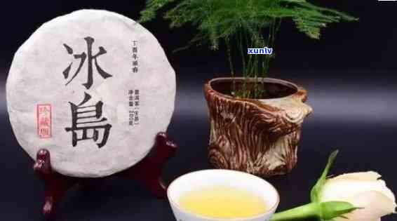 冰岛单株是什么茶？品种、生茶与单芽的区别，口感特点及古树茶含义解析