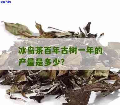 冰岛茶年产量是多少-冰岛茶年产量是多少吨